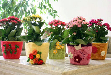 Canlı Saksı Bitkileri